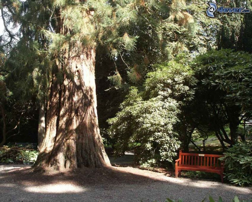 banco bajo un árbol, árbol enorme, parque, bosque, secoya