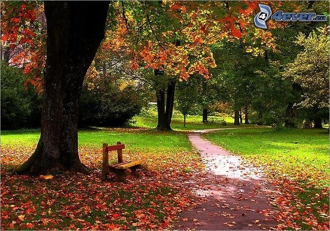 banco bajo un árbol, parque de otoño, hojas de colores