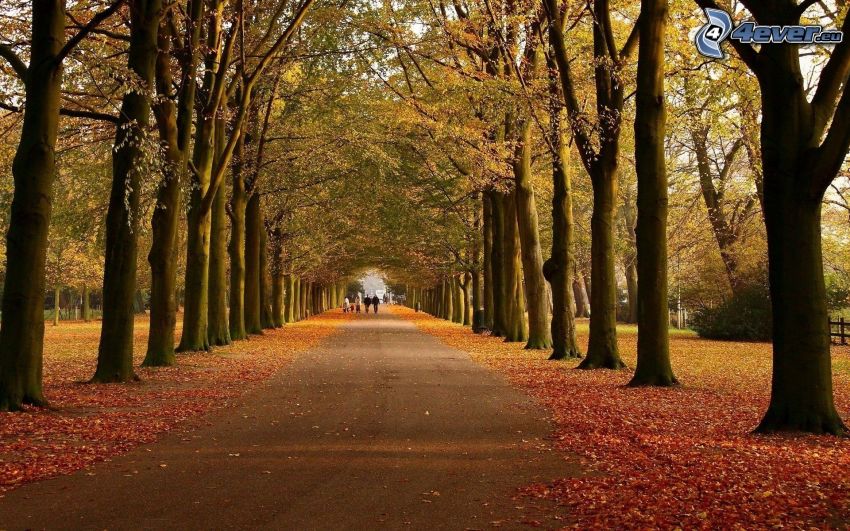 parque de otoño, camino, hojas de otoño