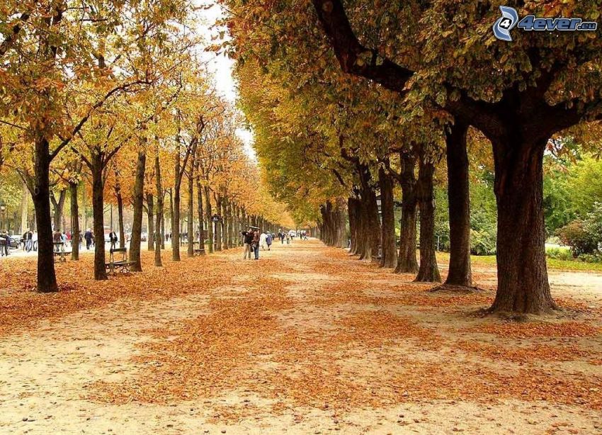 parque de otoño, líneas de árboles, camino, hojas amarillas