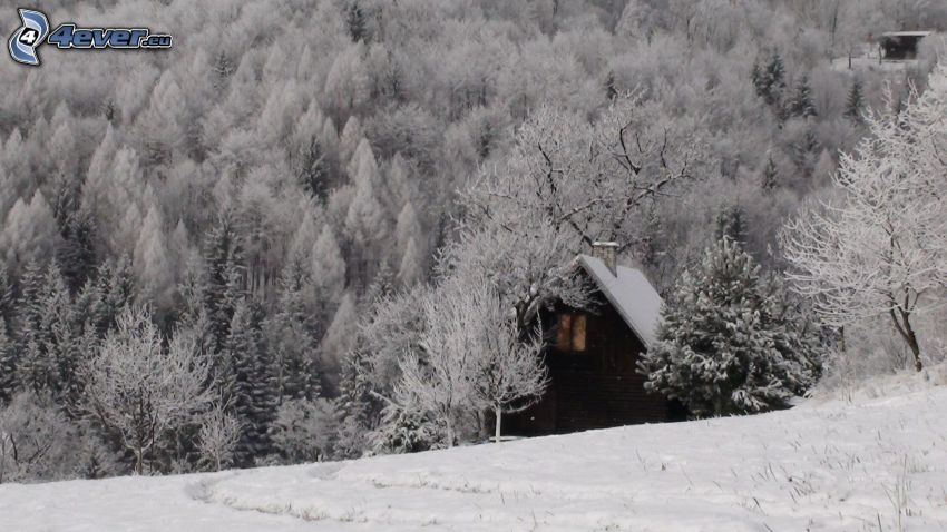 pequeña cabaña en la montaña, bosque nevado