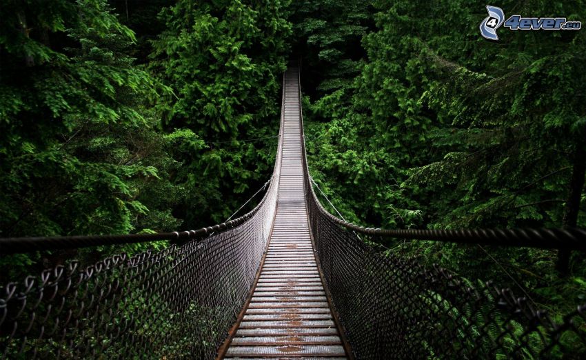 puente peatonal, bosques de coníferas, Canadá