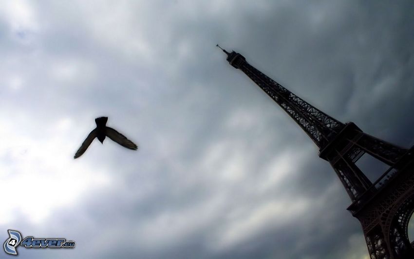 Torre Eiffel, pájaro, cielo