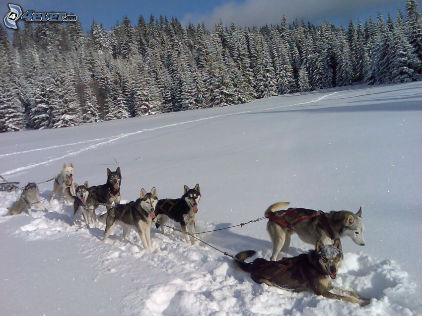 tirón de perros, bosque, nieve, descanso