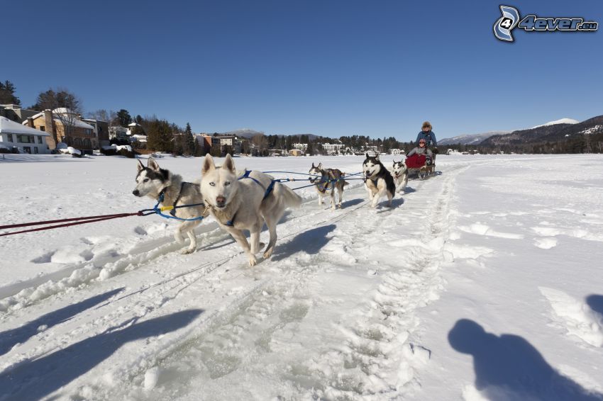 trineos tirados por perros, Husky de Siberia, carreras, nieve