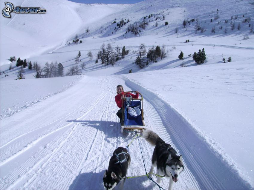 trineos tirados por perros, nieve, montañas