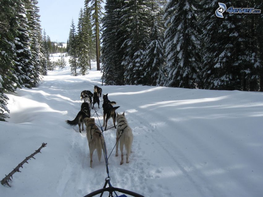 trineos tirados por perros en el bosque, nieve