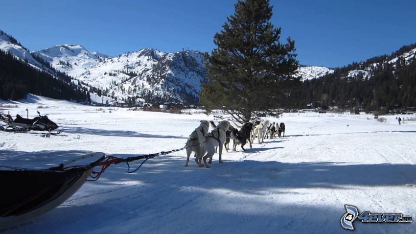tirón de perros, Husky de Siberia, montaña nevada