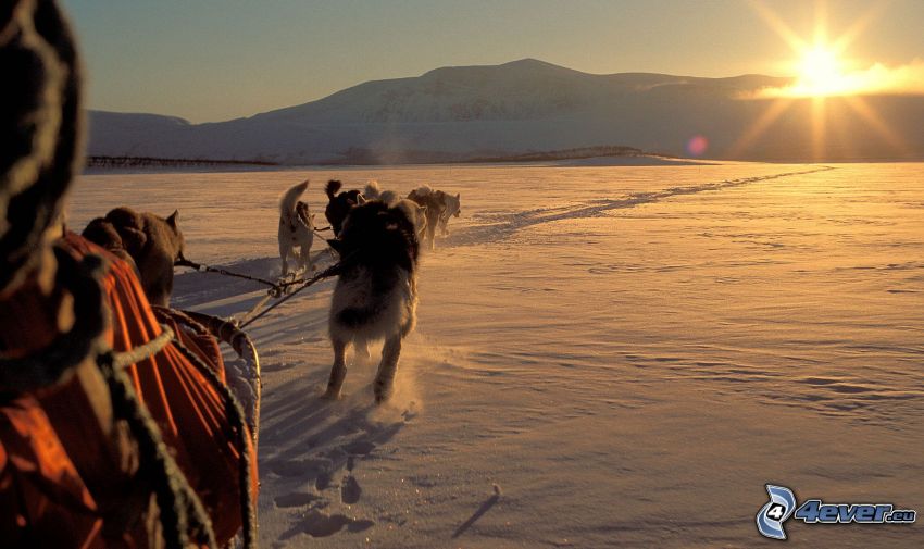 tirón de perros, salida del sol, nieve, Husky de Siberia
