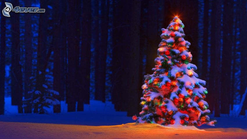 árbol de Navidad, bosque, nieve