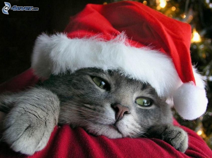 gatito de Navidad, gorra de San Nikolás, Papá Noel, navidad