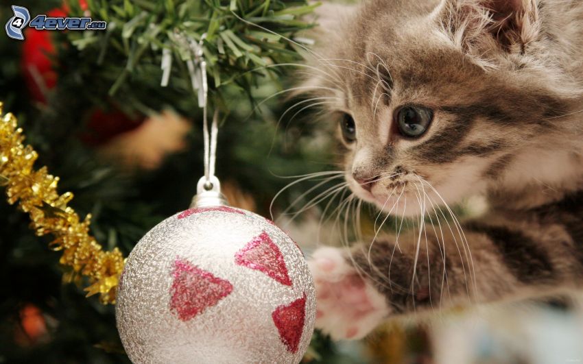 pequeño gatito gris, Bola de Navidad