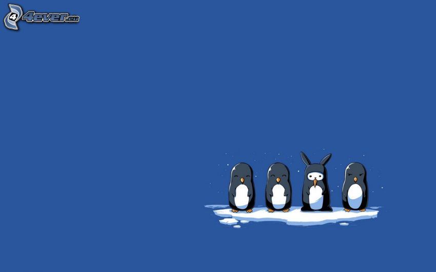 pingüinos, espía, conejo