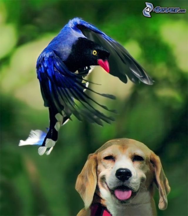 beagle, sonrisa, pájaro