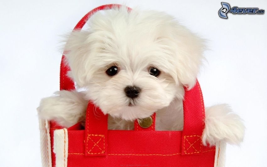 cachorro en una bolsa