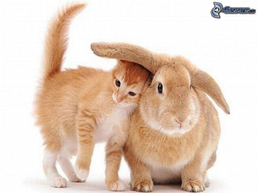 conejo, pequeño gato pelirrojo