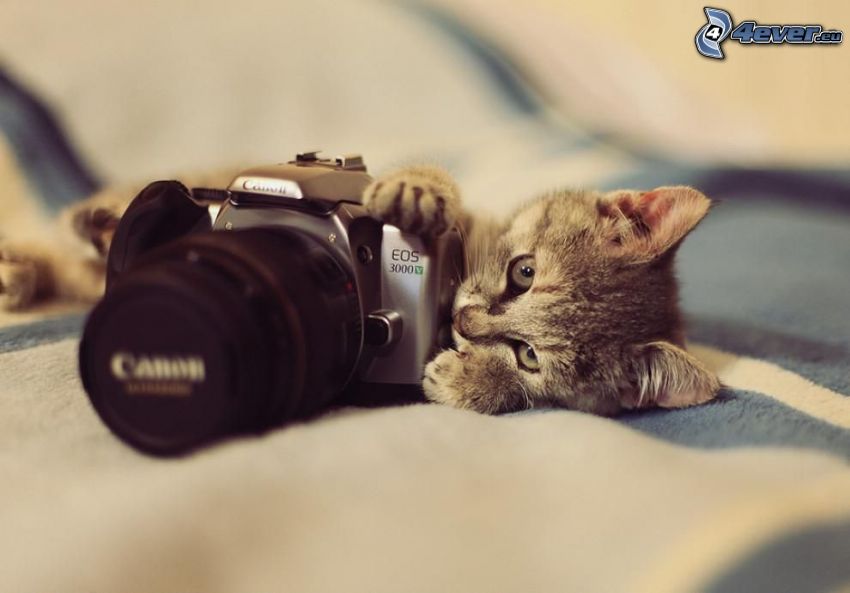 gatito gris, cámara, Canon EOS 3000