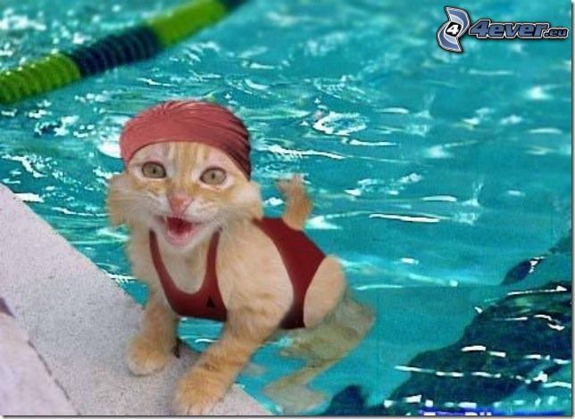 gato, piscina, agua