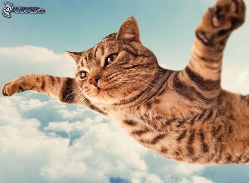 gato, vuelo, nubes, cielo