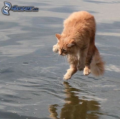 gato sobre agua, miedo