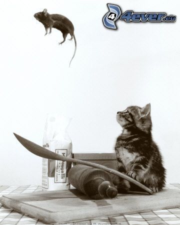 gato y el ratón, salto