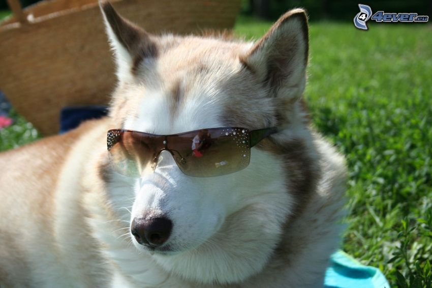 Husky con gafas de sol, hierba
