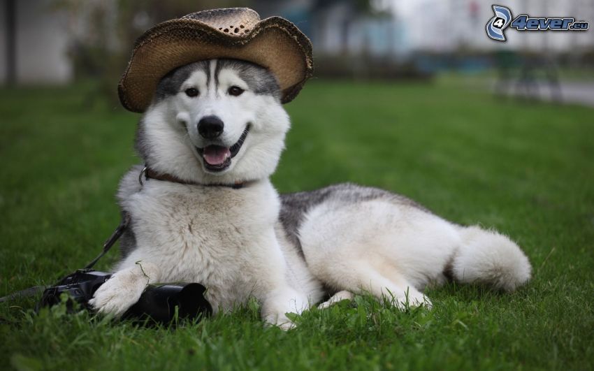 Husky de Siberia, sombrero, hierba, parque