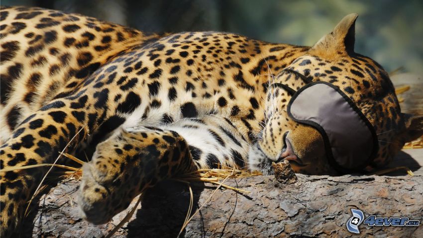 leopardo, descanso, dormir