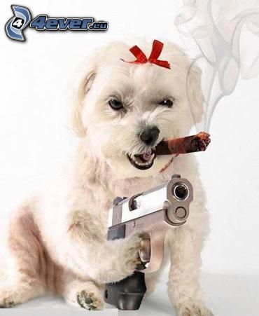 mafioso, gangster, perro, pistola, cigarro