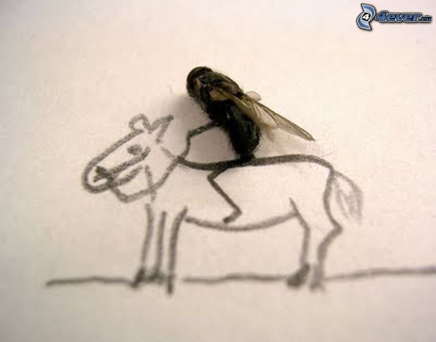 mosca, caballo, dibujos animados