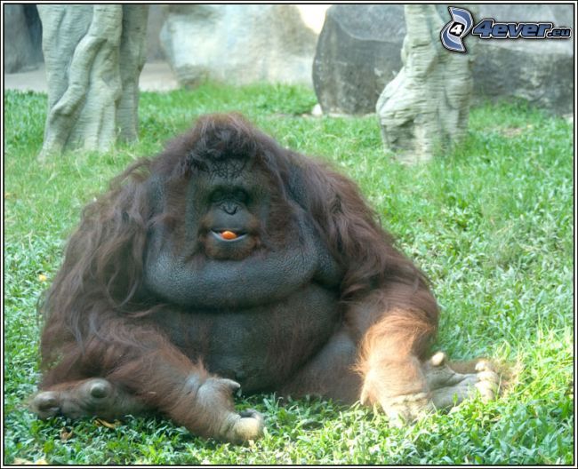 orangután, obesidad