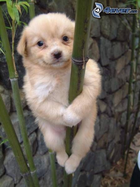 perrito marrón, bambú