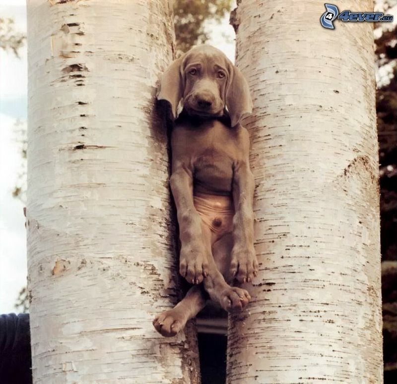 perro, árboles, troncos