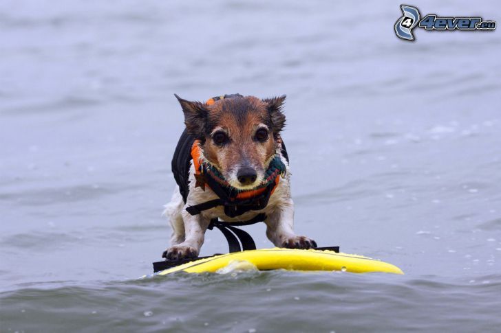 perro, surf