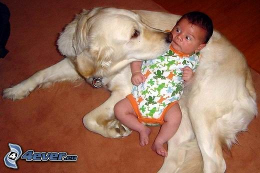 Perro y bebé, bebé, Labrador, miedo