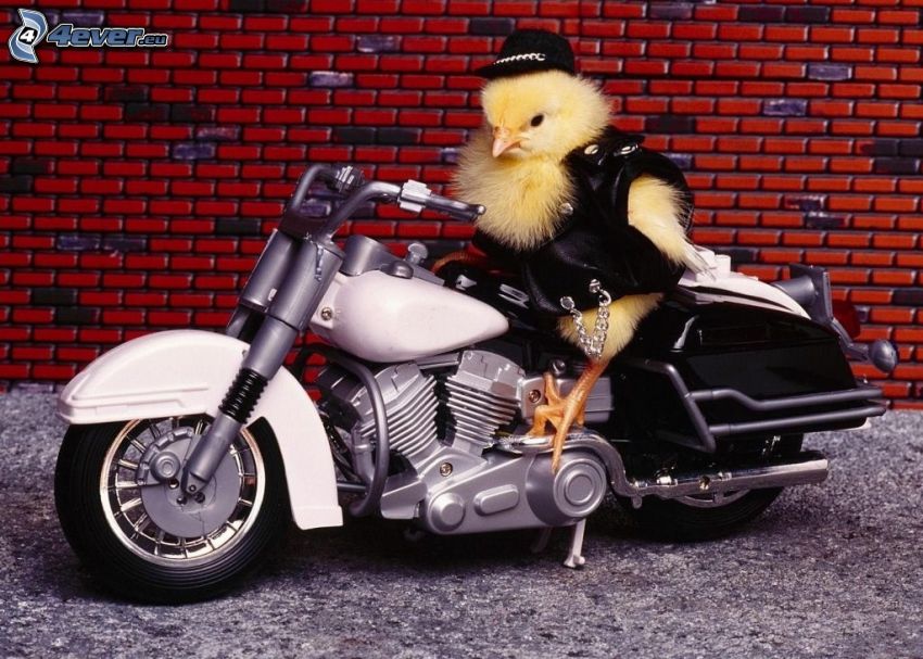 pollito, motocicleta