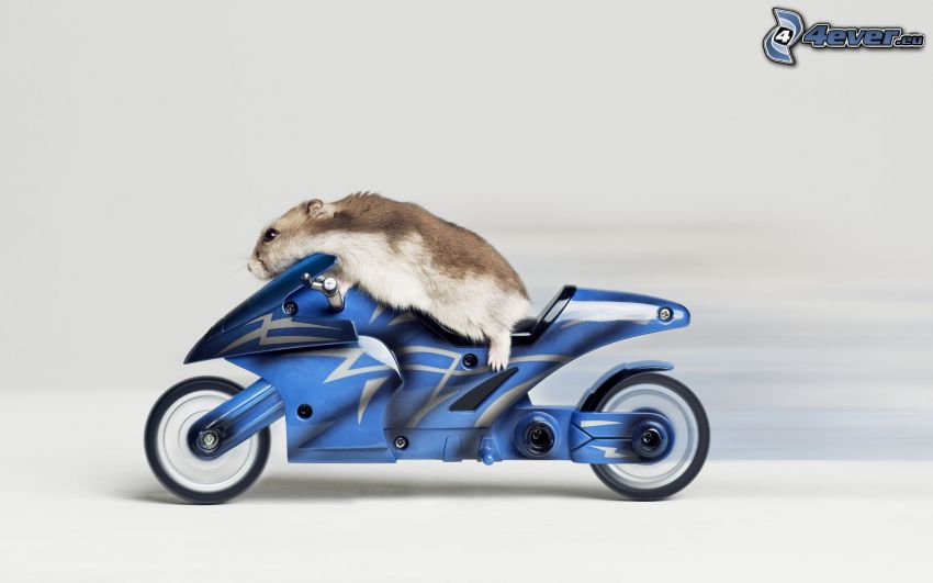ratón, hámster, motocicleta