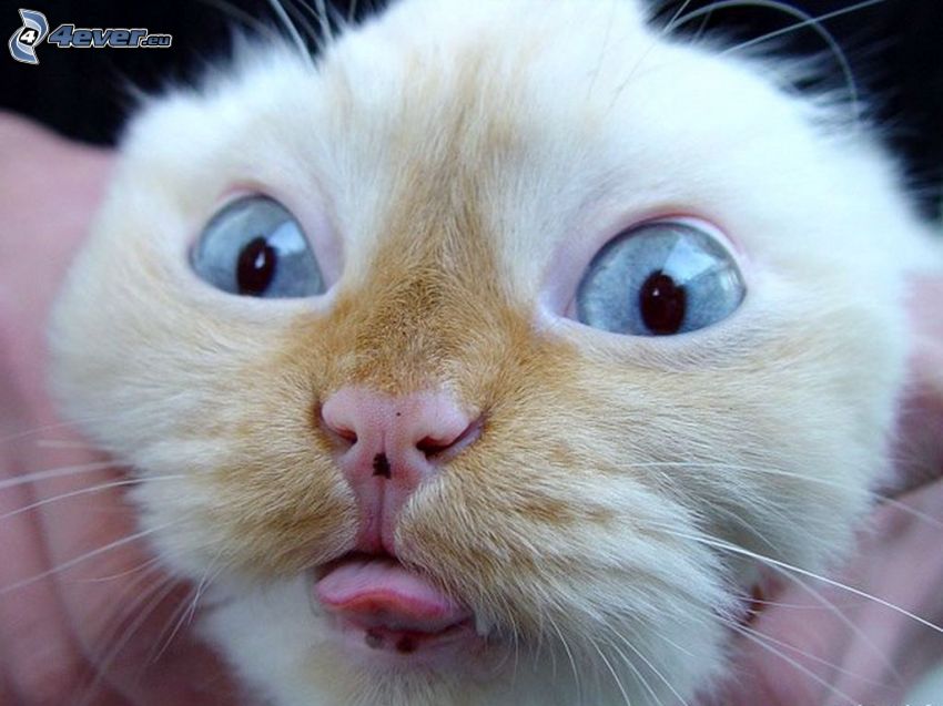 rostro felino, lengua, ojos