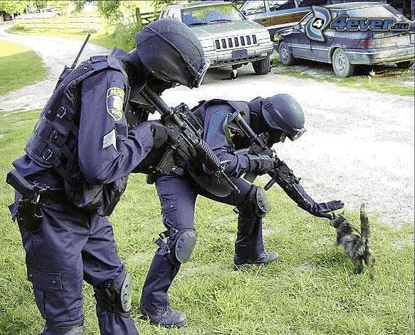 policía, gato