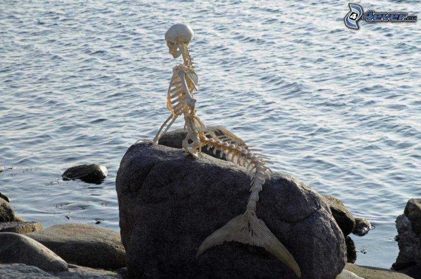 sirena, esqueleto, roca, mar