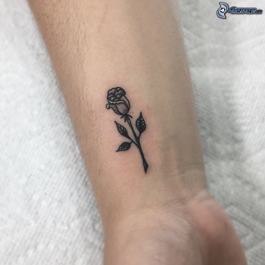 tatuaje, rosa