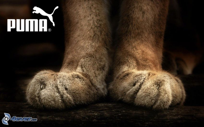 Puma, patas