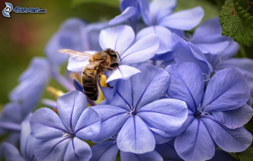 abeja en una flor, flores de coolor violeta