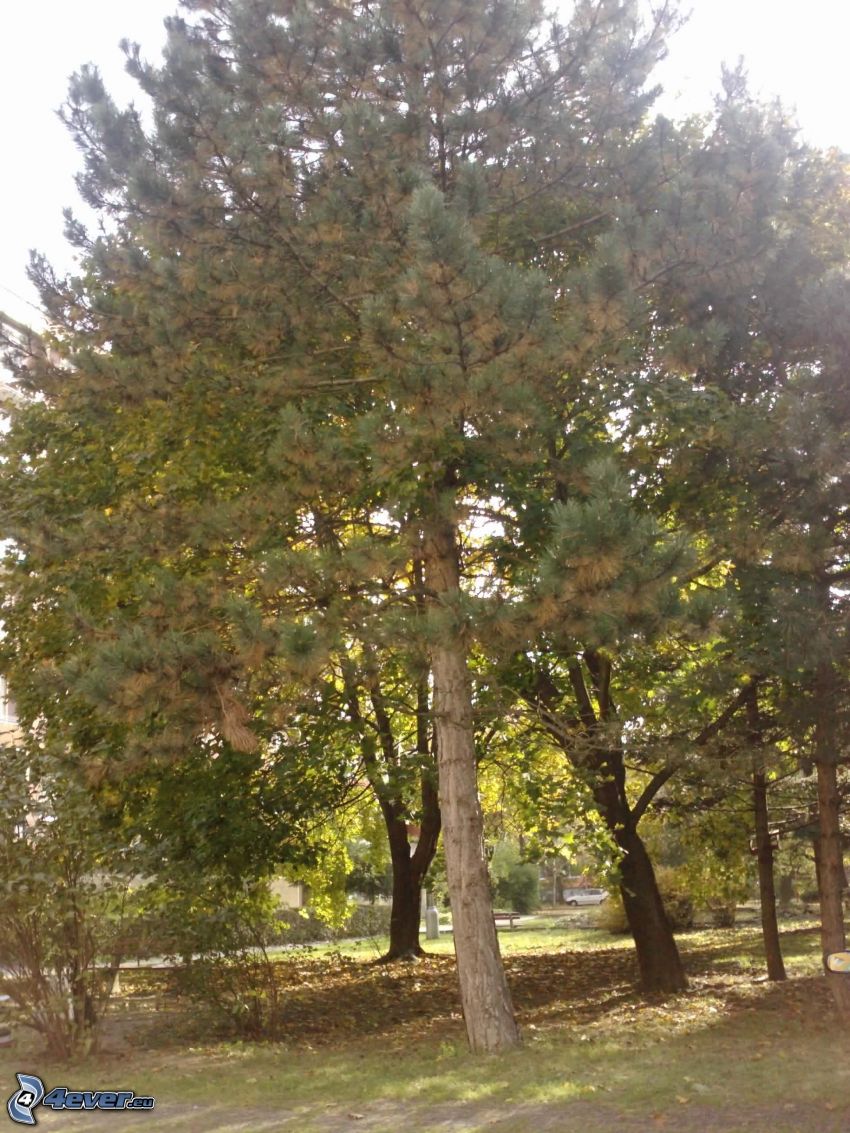 abeto, conífera, árboles en el parque