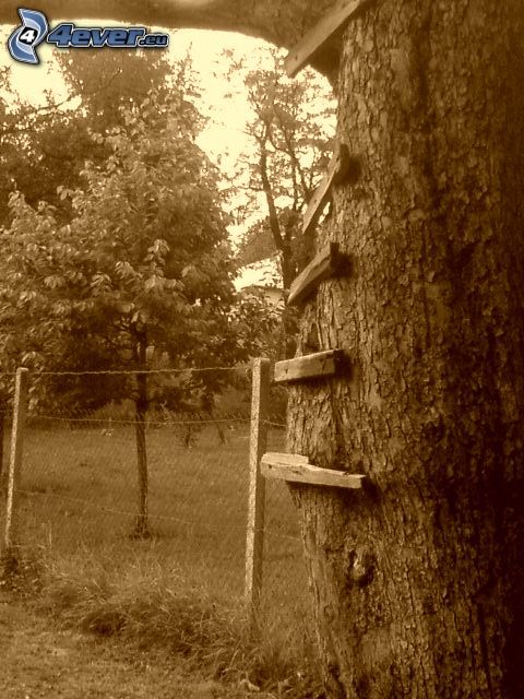 árbol, escalera, tiradero, alambre de la cerca