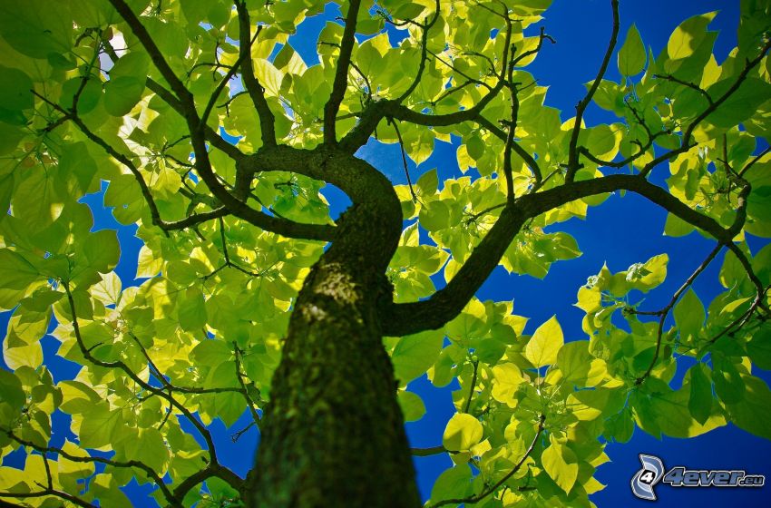 árbol, hojas verdes