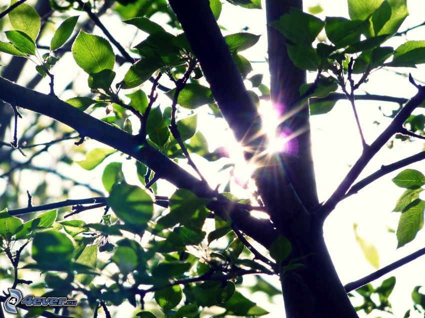 árbol, sol