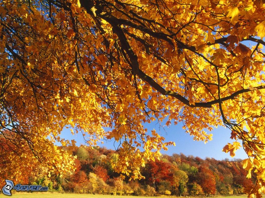 árbol amarillo, árboles coloridos del otoño