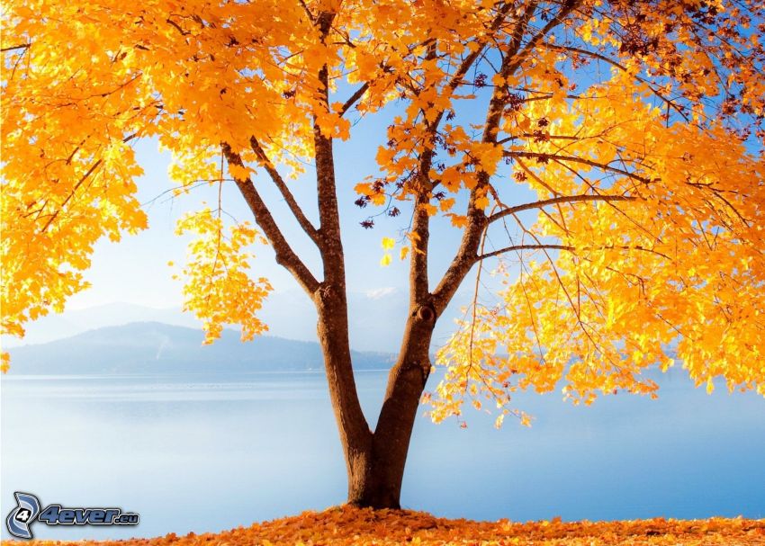 árbol amarillo, lago