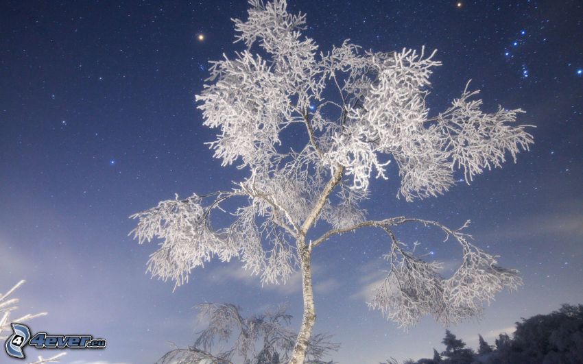 árbol congelado, cielo estrellado